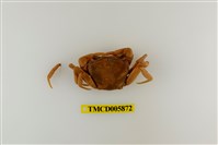 藏品(拉氏清溪蟹)的圖片